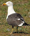 juvenile LBBG in October, ringed in Norway. (131273 bytes)
